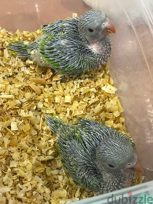 Ringneck Parrot (Mithu) Babies 2