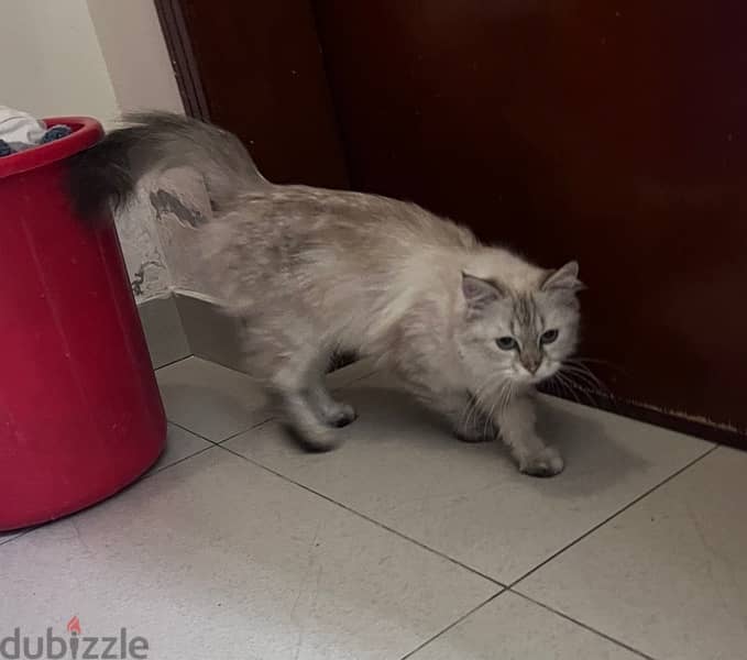 persian Cat 0