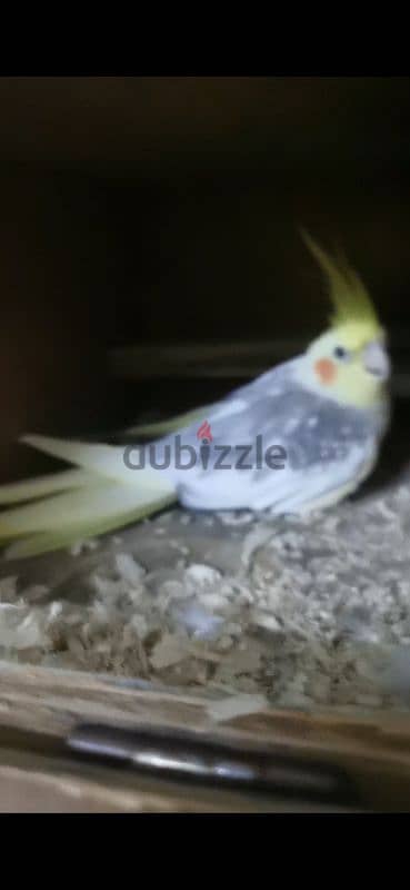 cockatiel