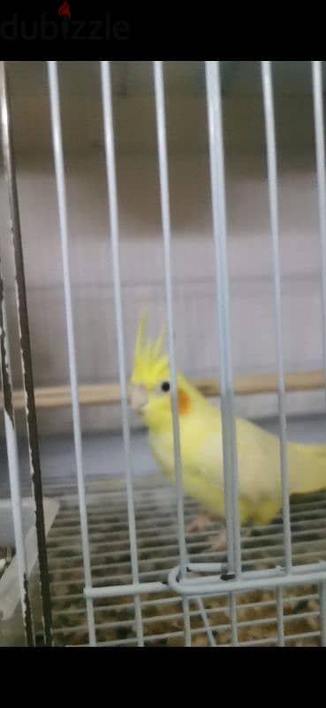 cockatiel latino pair 1