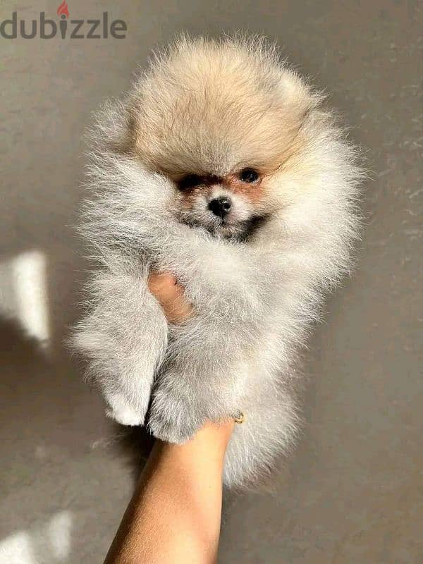 بومرينين شهرين مستوى عالي مستوردين imported pomeranian 0