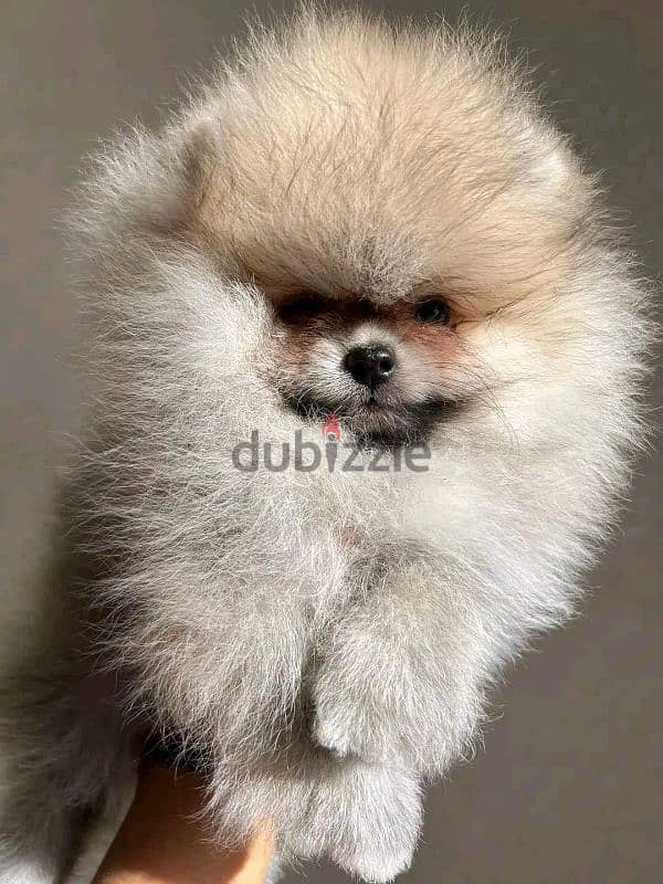 بومرينين شهرين مستوى عالي مستوردين imported pomeranian 1