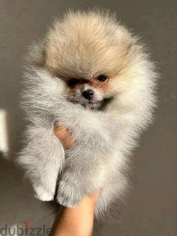 بومرينين شهرين مستوى عالي مستوردين imported pomeranian 2