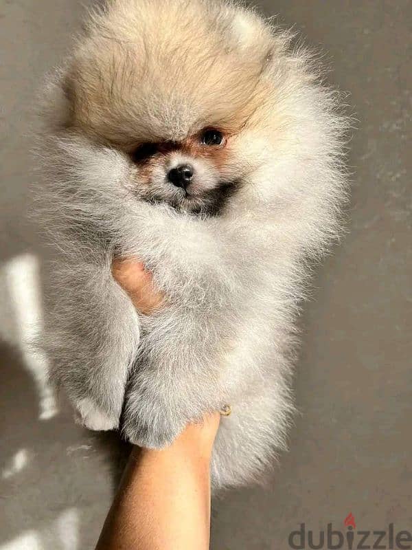 بومرينين شهرين مستوى عالي مستوردين imported pomeranian 3