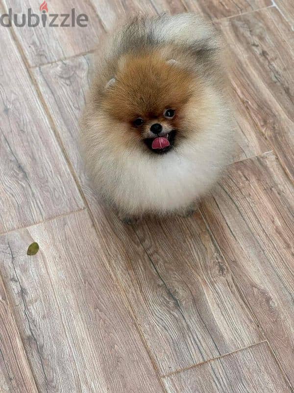 بومرينين شهرين مستوى عالي مستوردين imported pomeranian 4