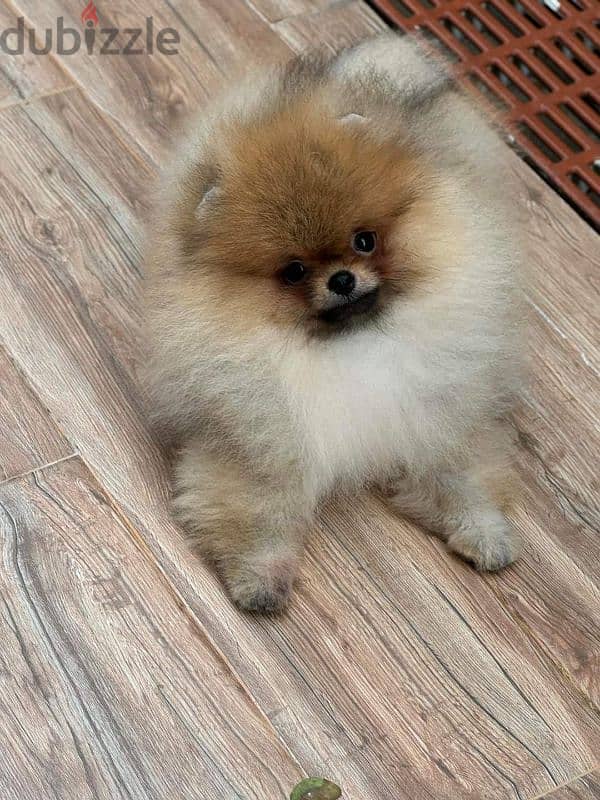 بومرينين شهرين مستوى عالي مستوردين imported pomeranian 5