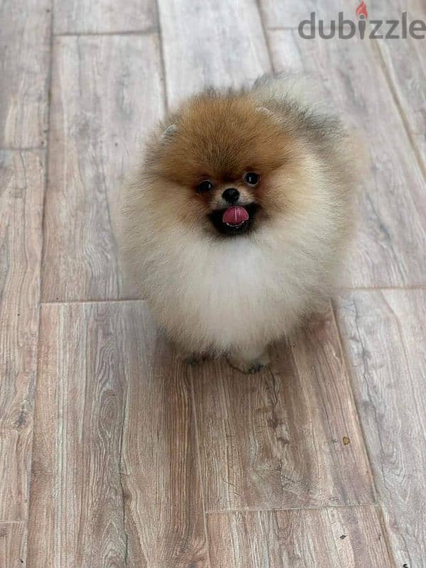 بومرينين شهرين مستوى عالي مستوردين imported pomeranian 6