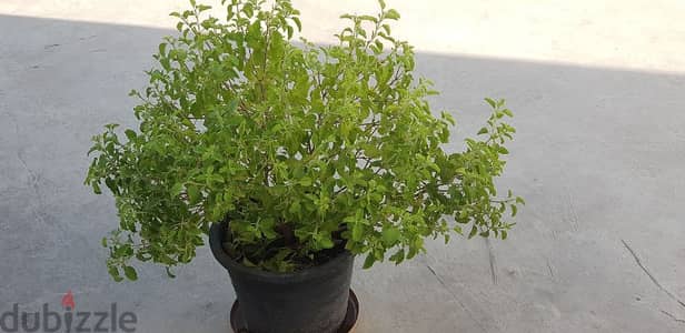 Tulsi Plant