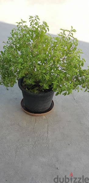 Tulsi Plant 1