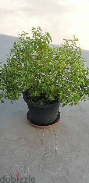 Tulsi Plant 2