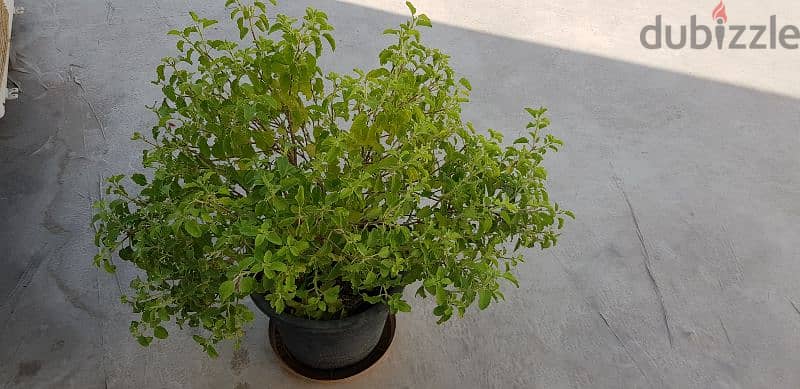 Tulsi Plant 3