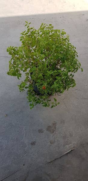 Tulsi Plant 4