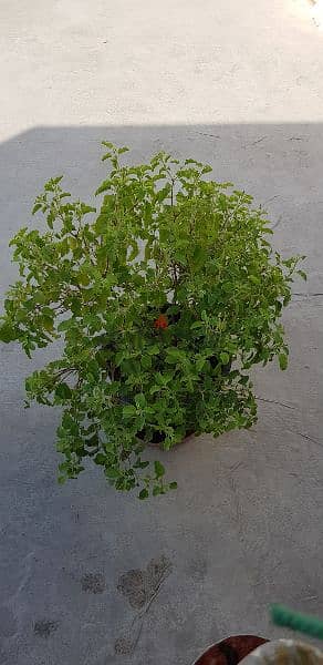 Tulsi Plant 5