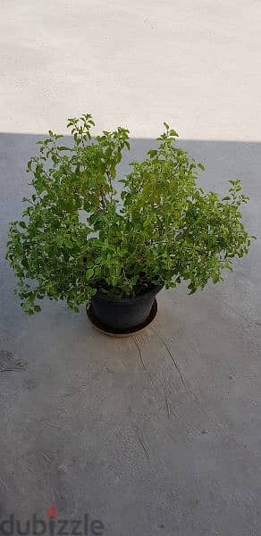 Tulsi Plant 6