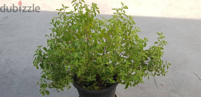 Tulsi Plant 7