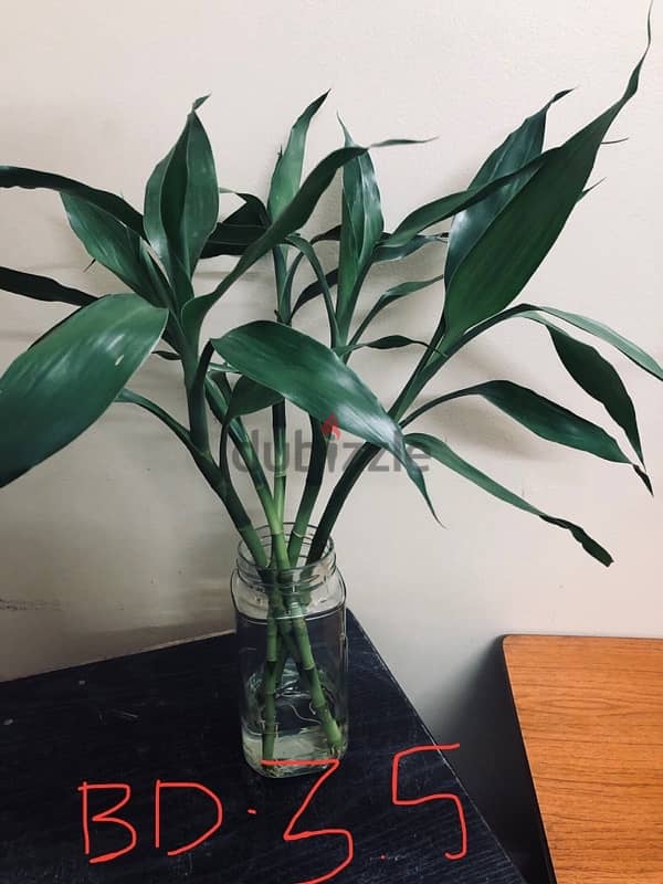 Bamboo fresh indoor plants for sale 0