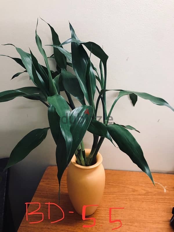 Bamboo fresh indoor plants for sale 1