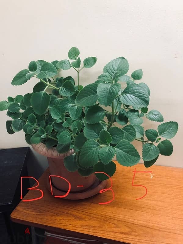 Bamboo fresh indoor plants for sale 2