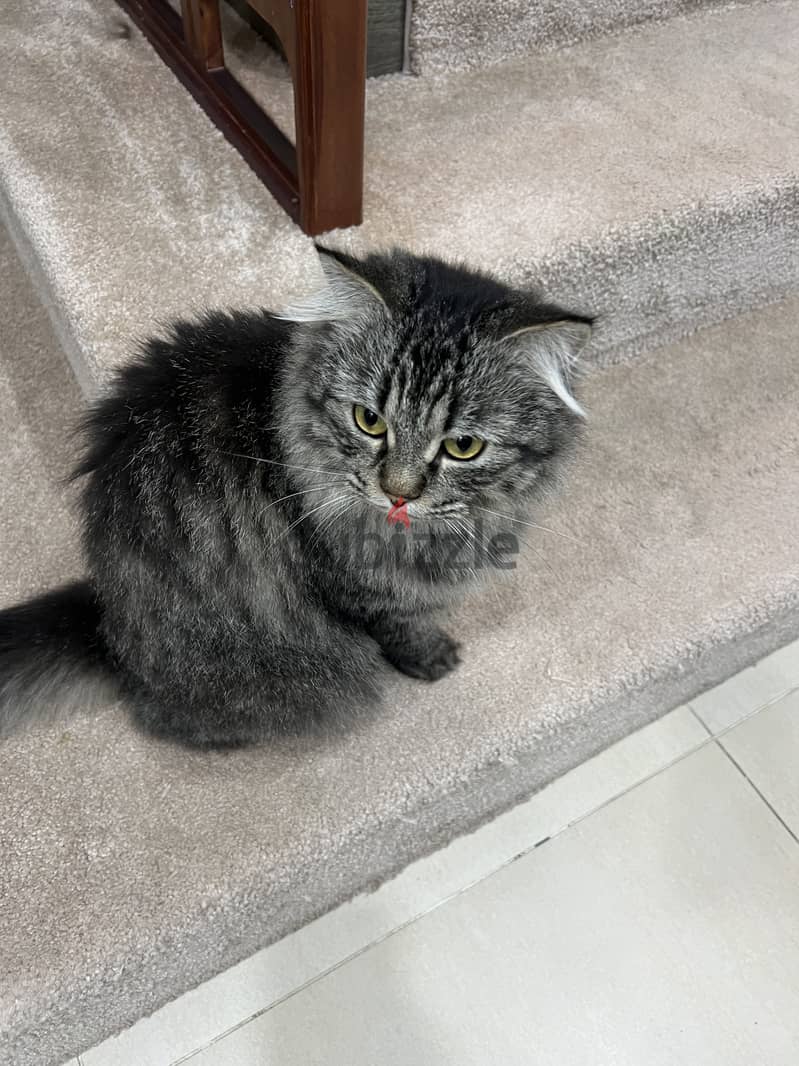 Cat for adoption قطة للتبني 0