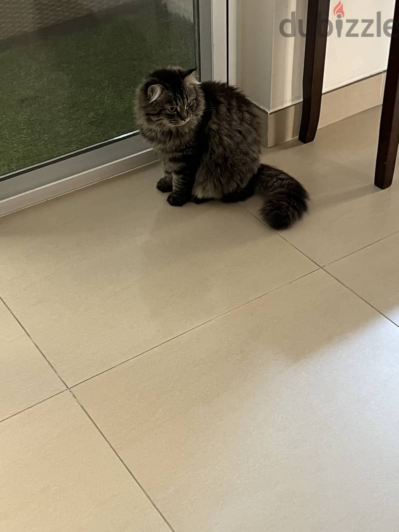 Cat for adoption قطة للتبني 1