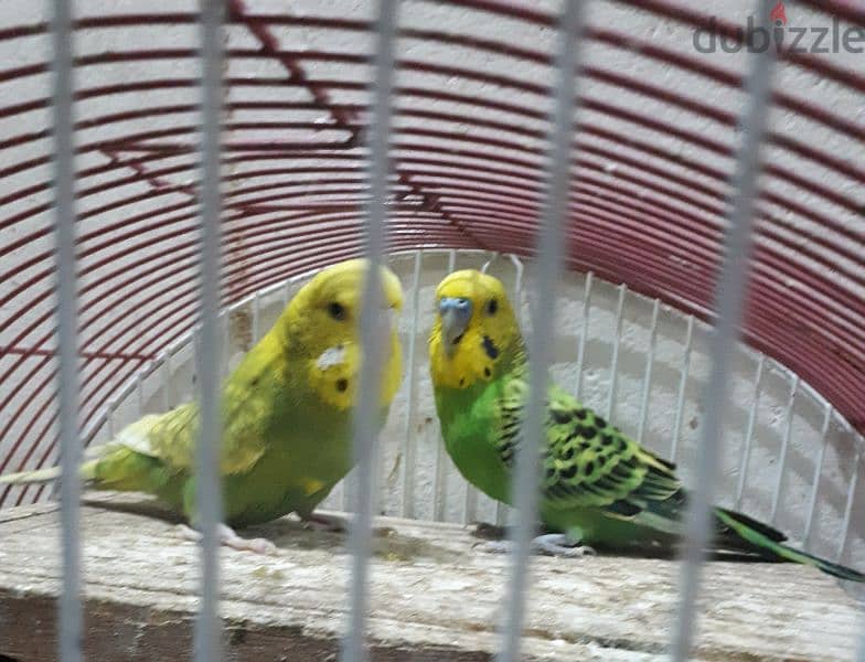 breading pair budgies for sale 0