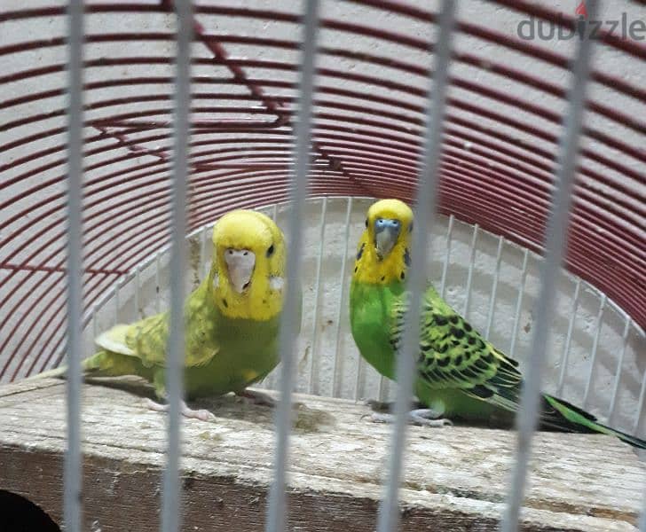 breading pair budgies for sale 1