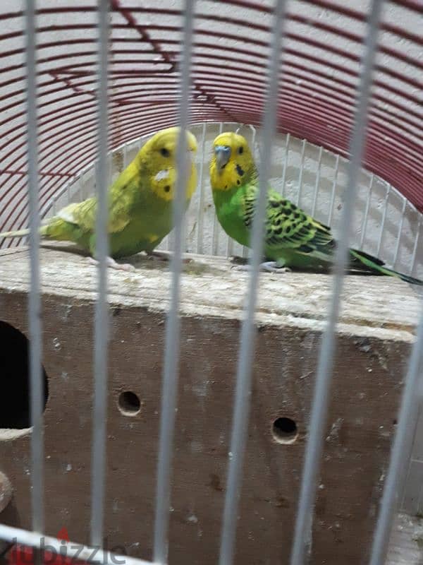 breading pair budgies for sale 2