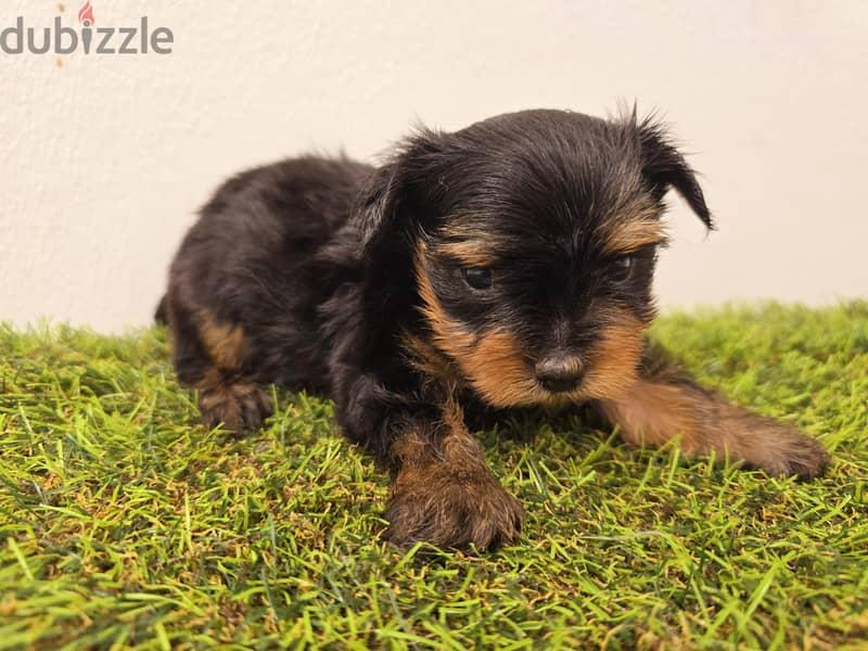 Pomeranian, yorkshire, Golden retriever, mini toy poodle 8