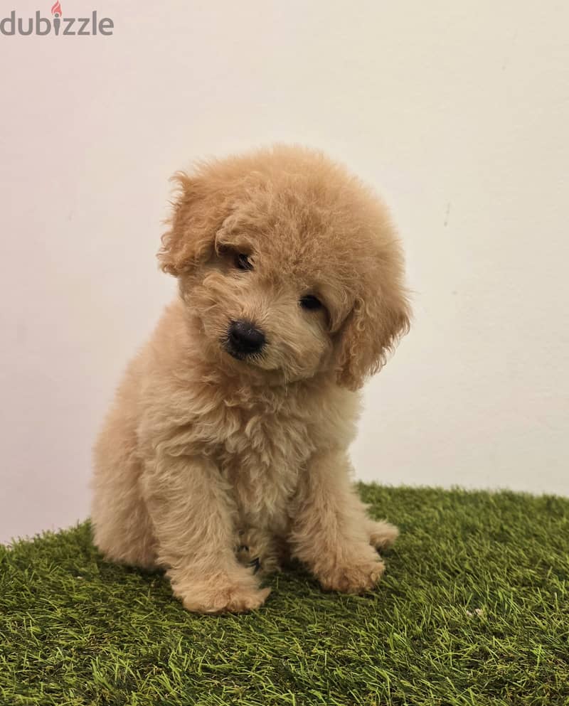 Pomeranian, yorkshire, Golden retriever, mini toy poodle 9