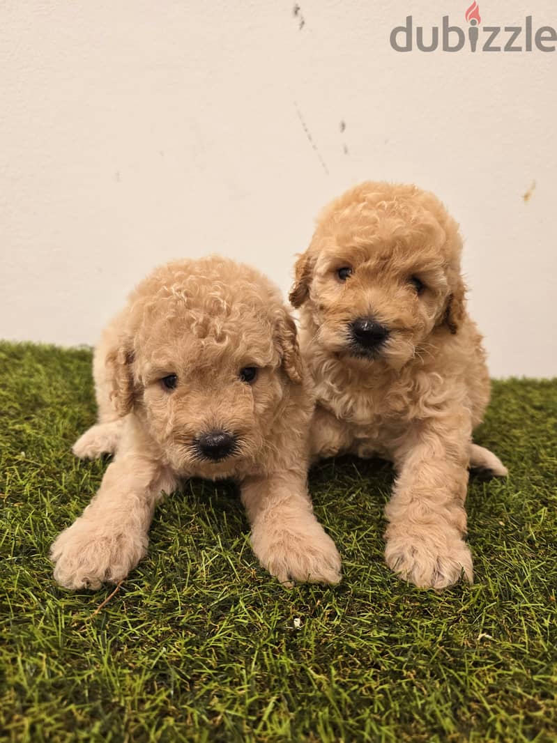 Pomeranian, yorkshire, Golden retriever, mini toy poodle 12