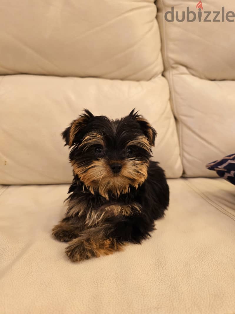 Pomeranian, yorkshire, Golden retriever, mini toy poodle 13