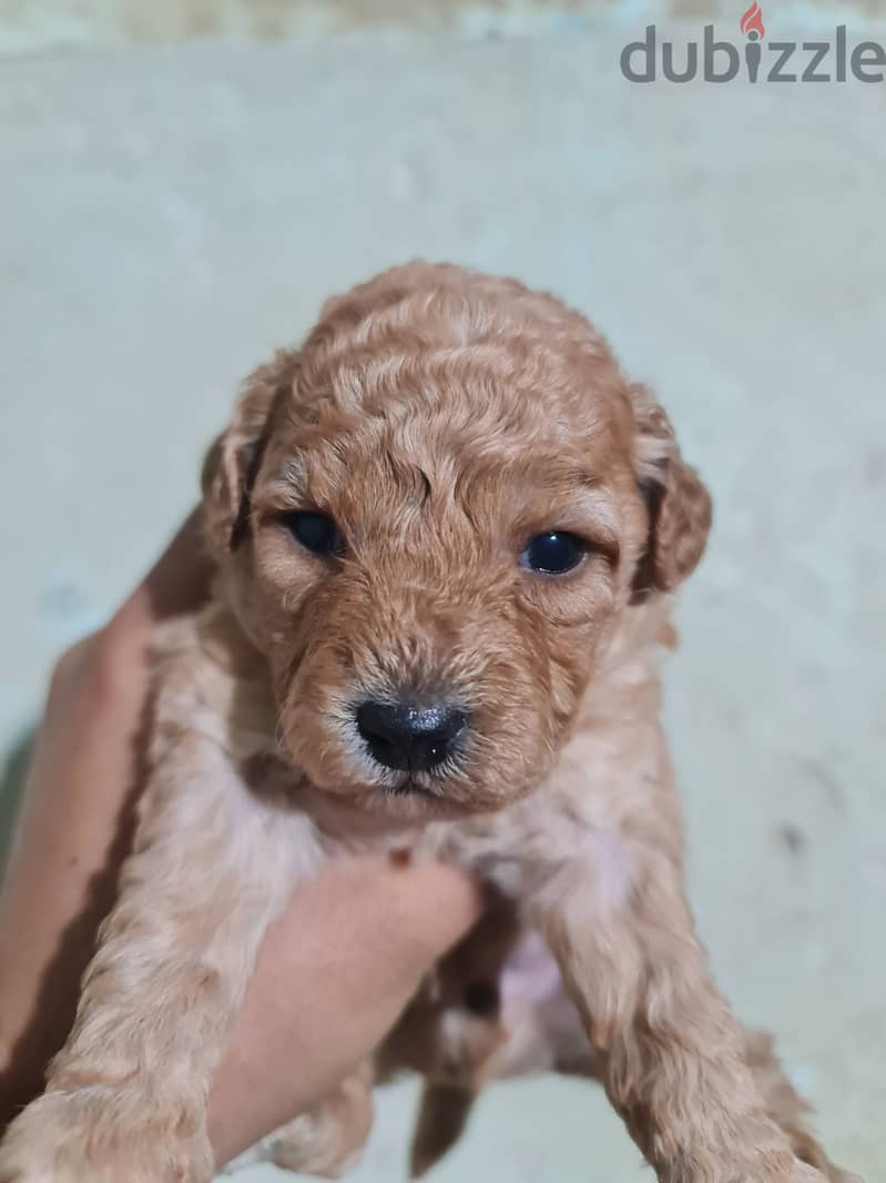 Pomeranian, yorkshire, Golden retriever, mini toy poodle 14