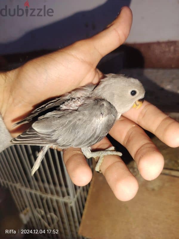 two lovebird chicks . 1