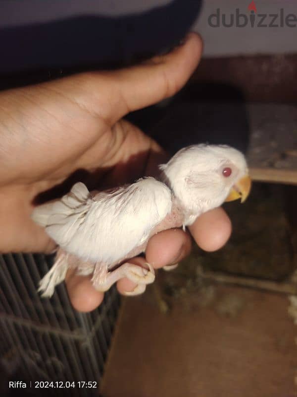 two lovebird chicks . 2