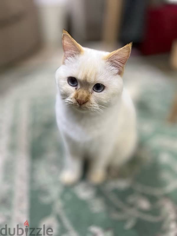 cat’s for adoption  قطط للتبني 0