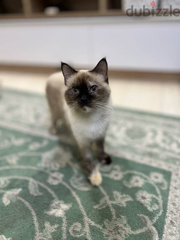 cat’s for adoption  قطط للتبني 1