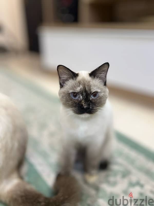 cat’s for adoption  قطط للتبني 2