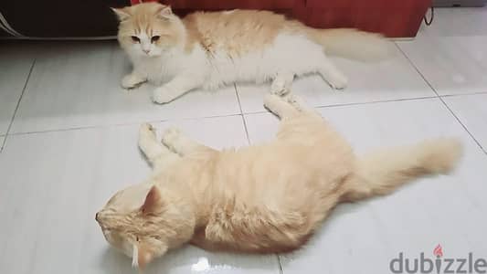 Free Adoption 2 Persian Cat