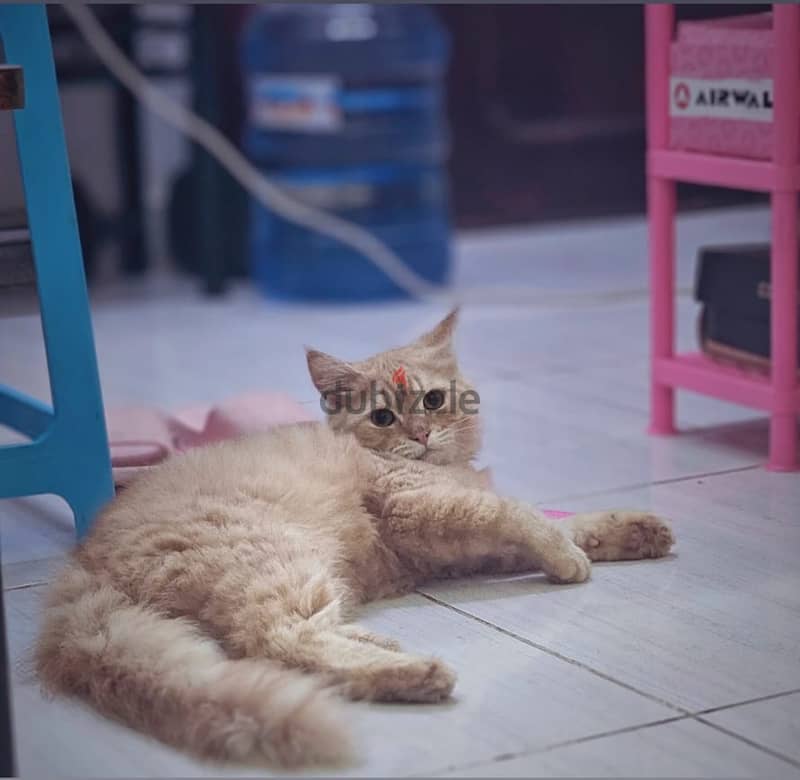 Free Adoption 2 Persian Cat 2