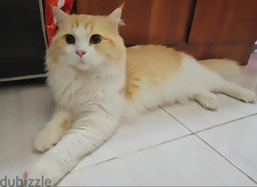 Free Adoption 2 Persian Cat 3