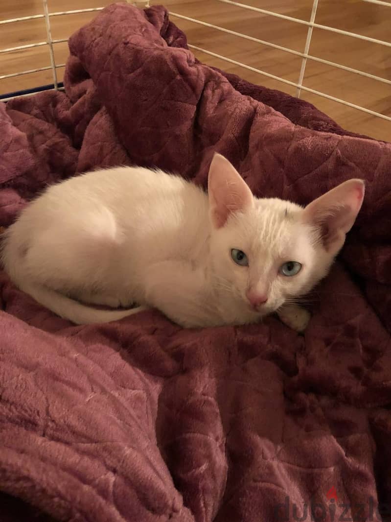 *****FOUND**** white kitten w/blue eyes 2