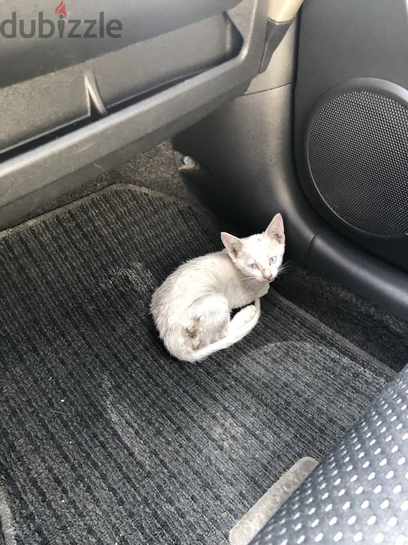 *****FOUND**** white kitten w/blue eyes 1