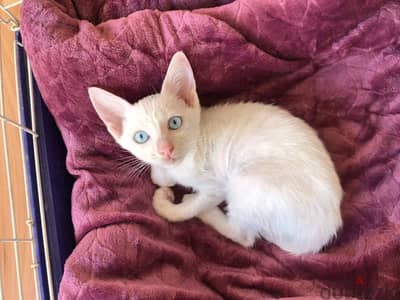 *****FOUND**** white kitten w/blue eyes