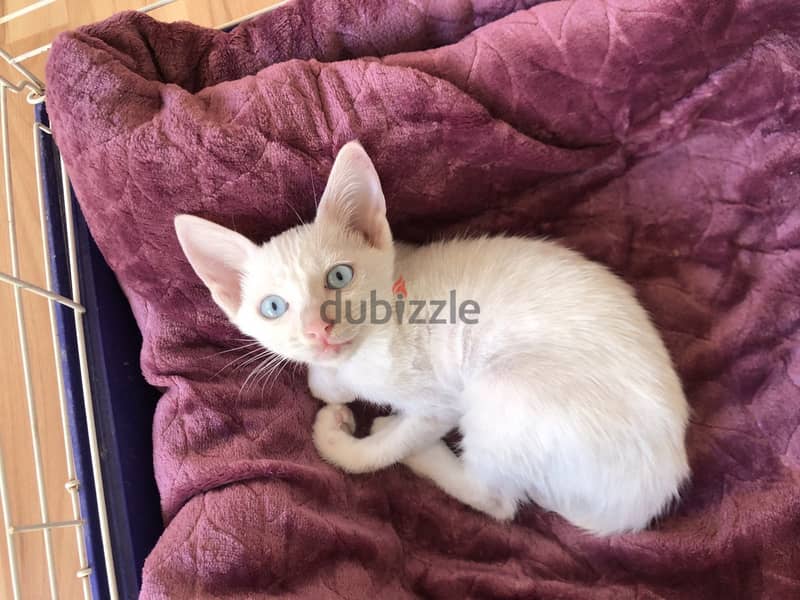 *****FOUND**** white kitten w/blue eyes 3