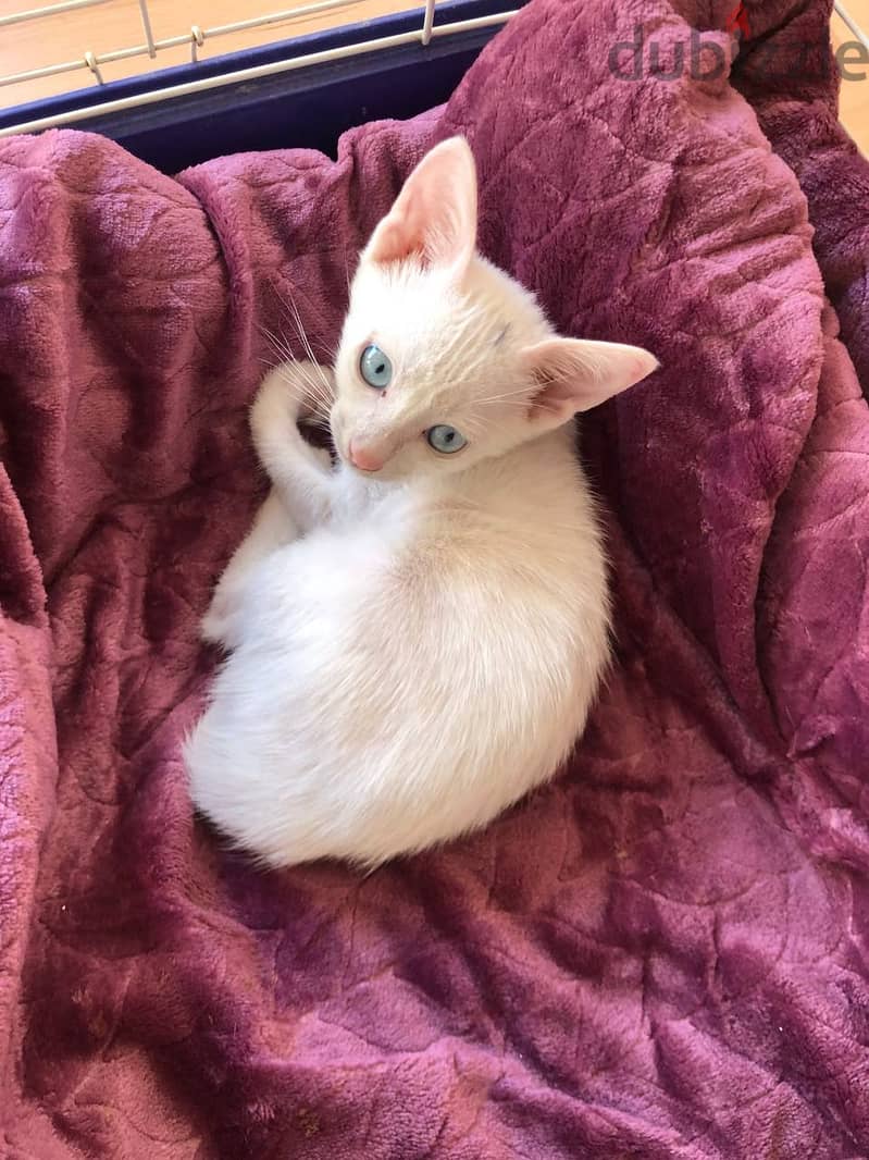 *****FOUND**** white kitten w/blue eyes 4