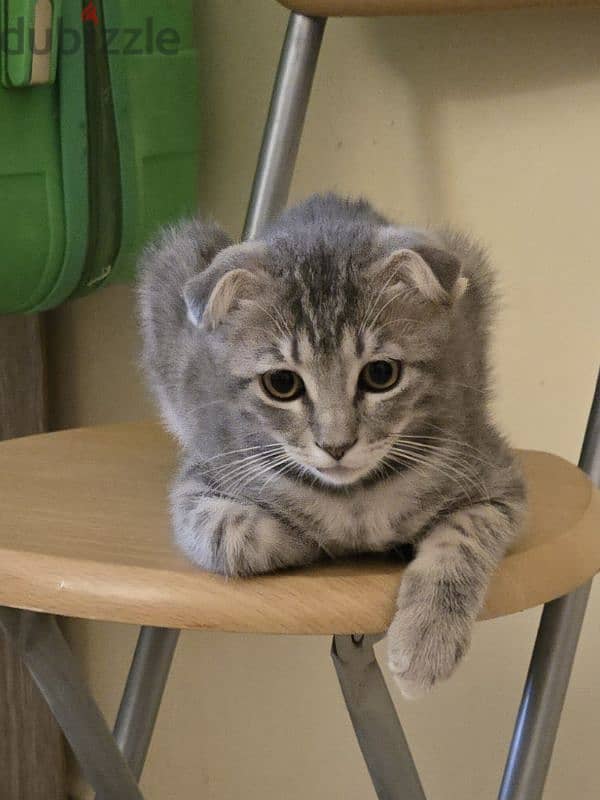 Male Scottish Fold 0