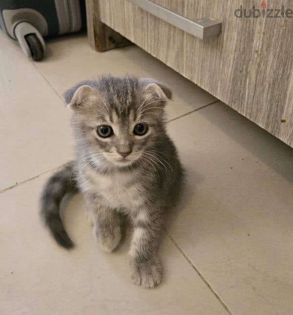 Male Scottish Fold 4