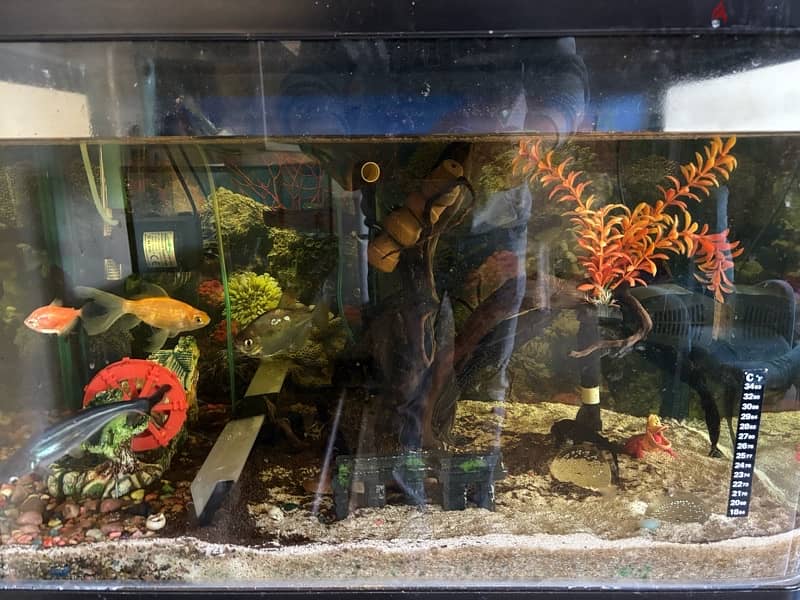 Aquarium Complete Set For Sale 1