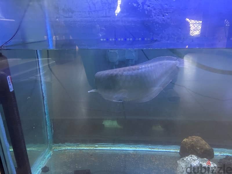 Arowana for Sale almost 2 feet super healthy and active 1