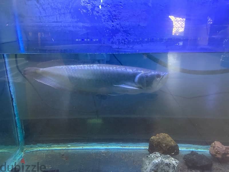 Arowana for Sale almost 2 feet super healthy and active 2